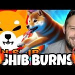 Shiba Inu Coin Burns Rise As Memes Like Dogeverse Should Launch Soon!